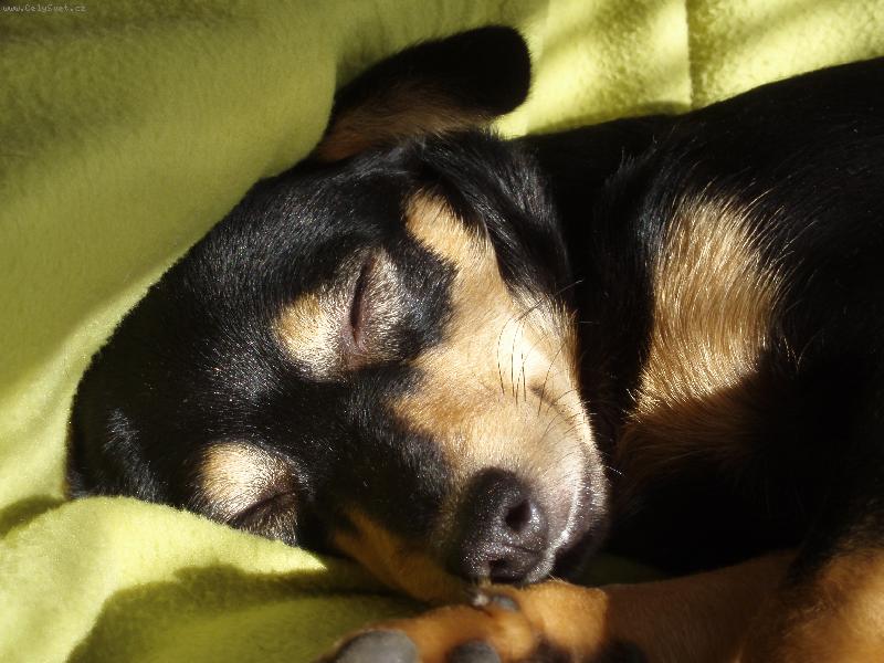 Foto: Millie